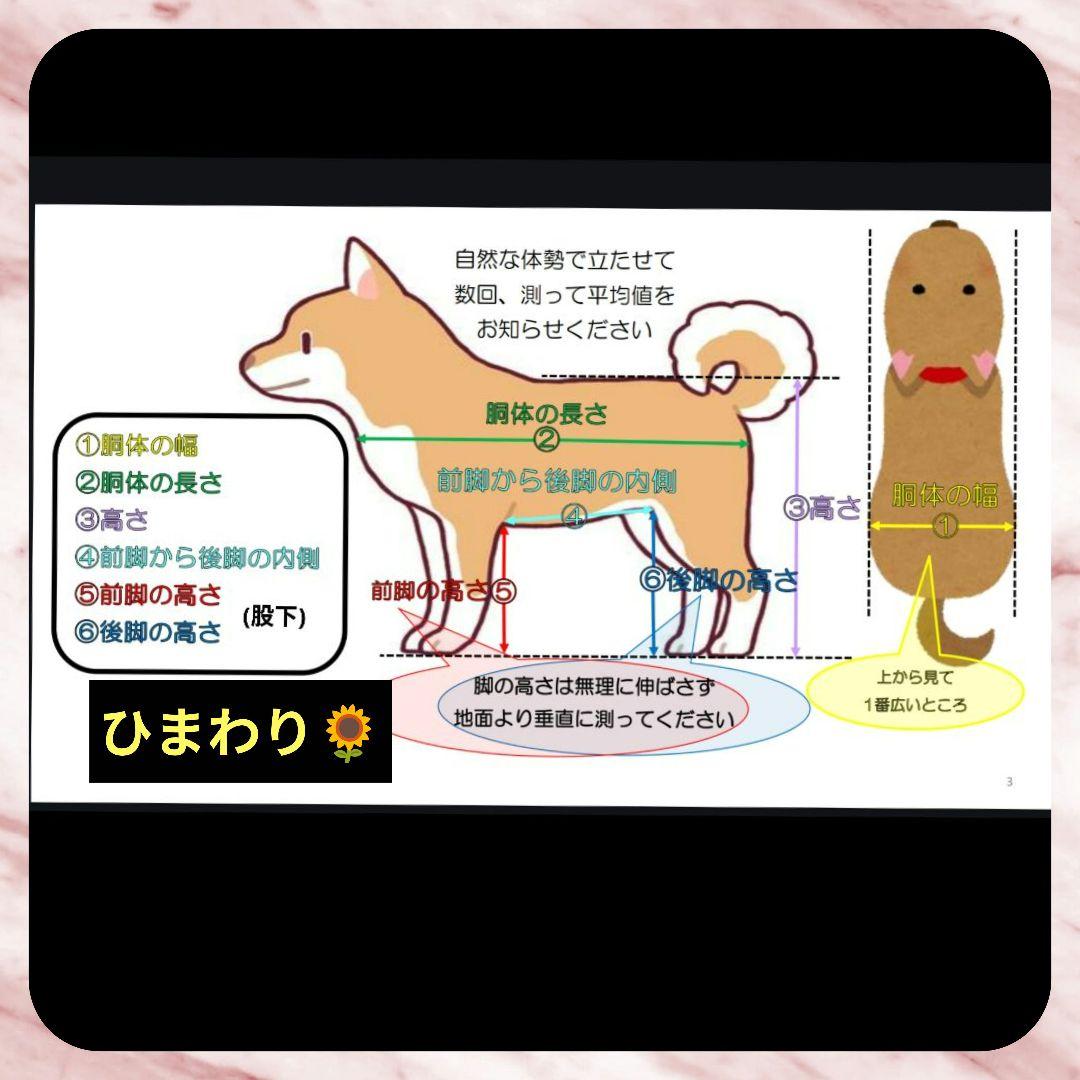 M.ダックス4輪 リハビリ　食事補助　犬用車椅子　介護　犬の歩行器