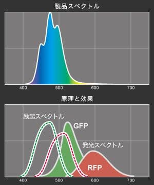 みかん★〇ほぼ未使用〇 VitalWave II シアン