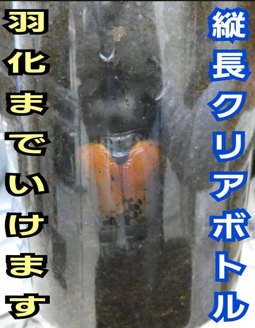 発酵マット入り！国産カブトムシ幼虫1頭飼育専用縦長クリアボト【30本セット】