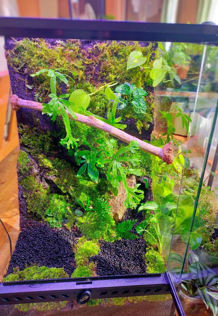 観葉植物のある天然ゴケの苔テラリウム、観賞用や生体ケージにも、イモリ・カエルなど