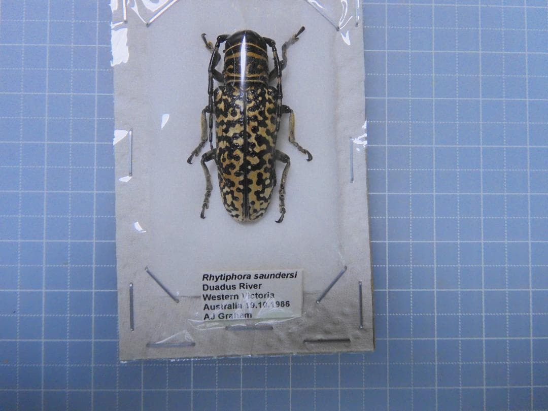 標本 Australia Rhytiphora sandersi 35mm