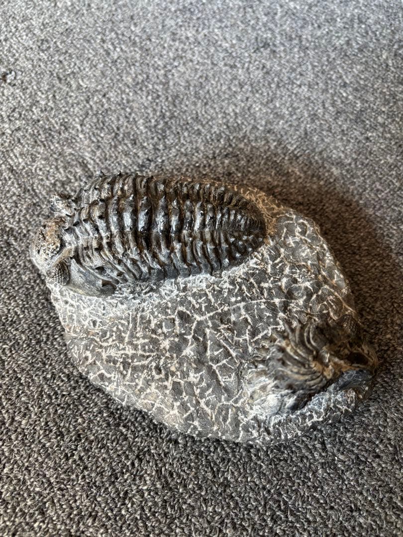 三葉虫化石