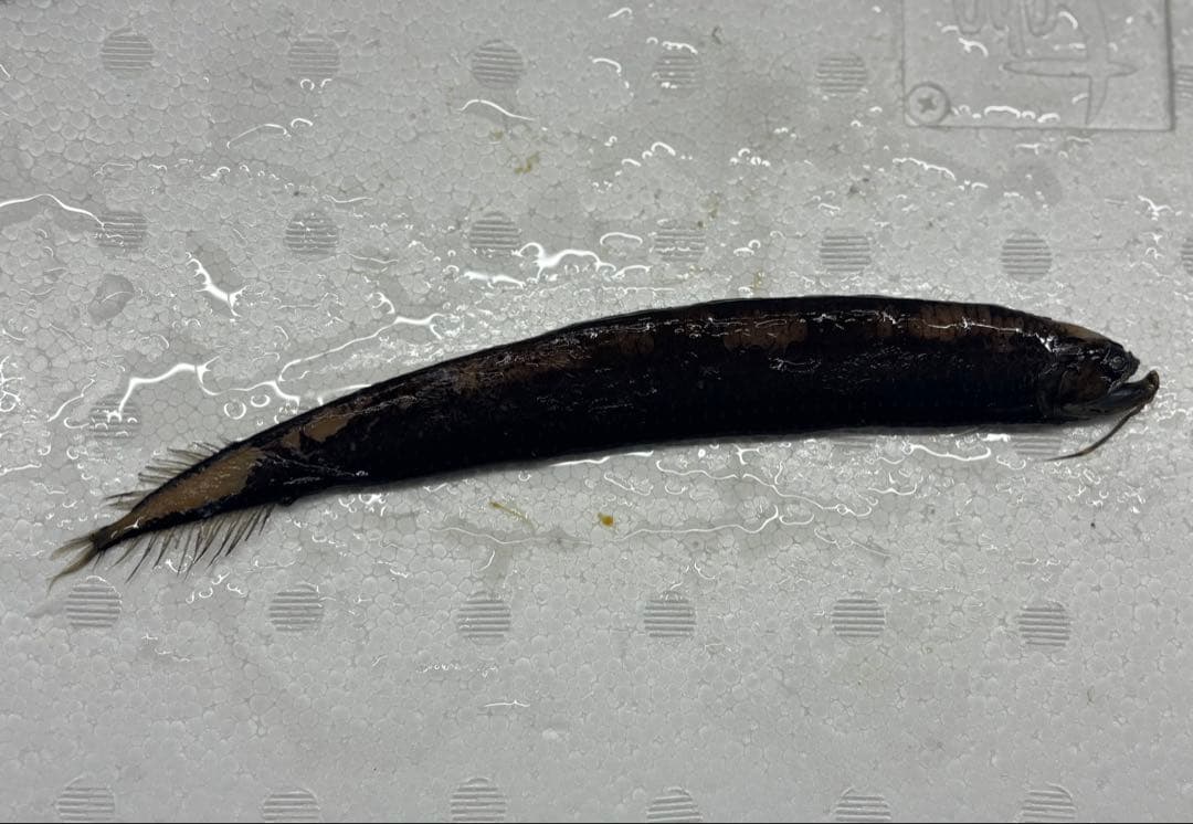 ワニトカゲギス液浸標本