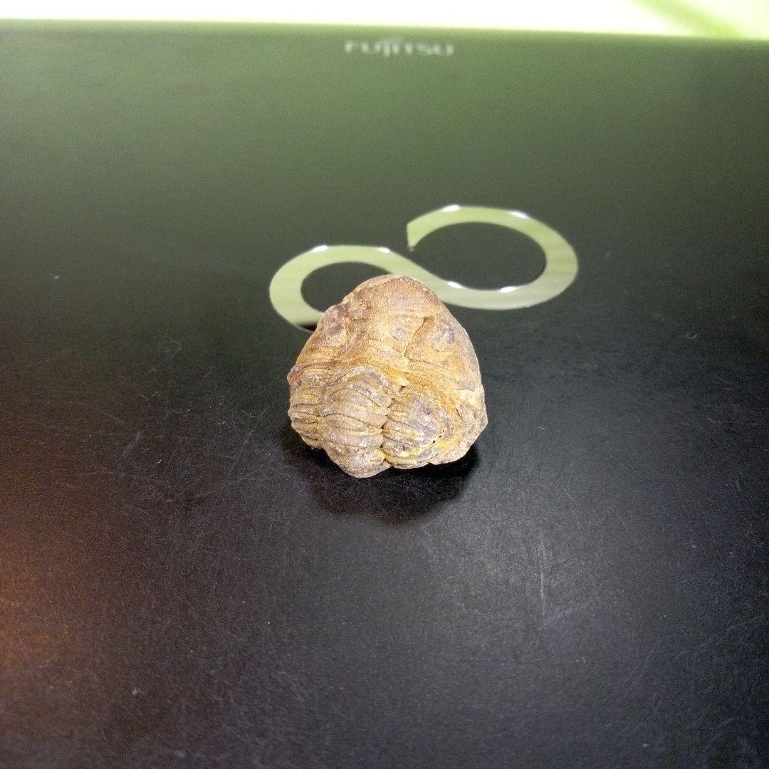 三葉虫　化石　fossil　海　ボリビア産　trilobite　海生動物判別⑥