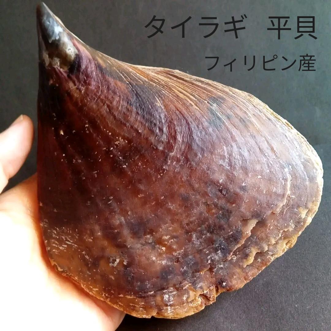 骨格　標本　貝殻　タイラギ　平貝　海外産