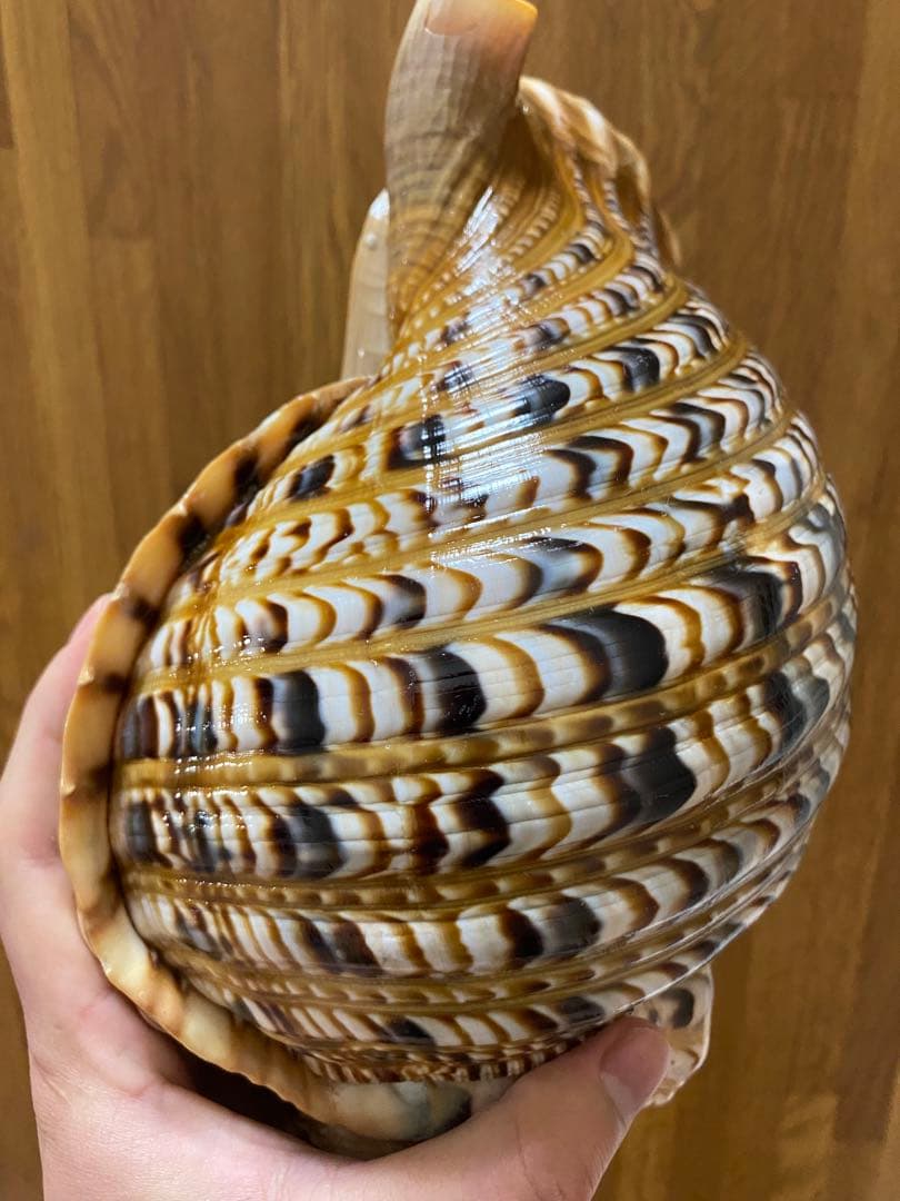 法螺貝　新鮮なホラ貝 色味や模様がとても美しい　35cm 900グラム前後