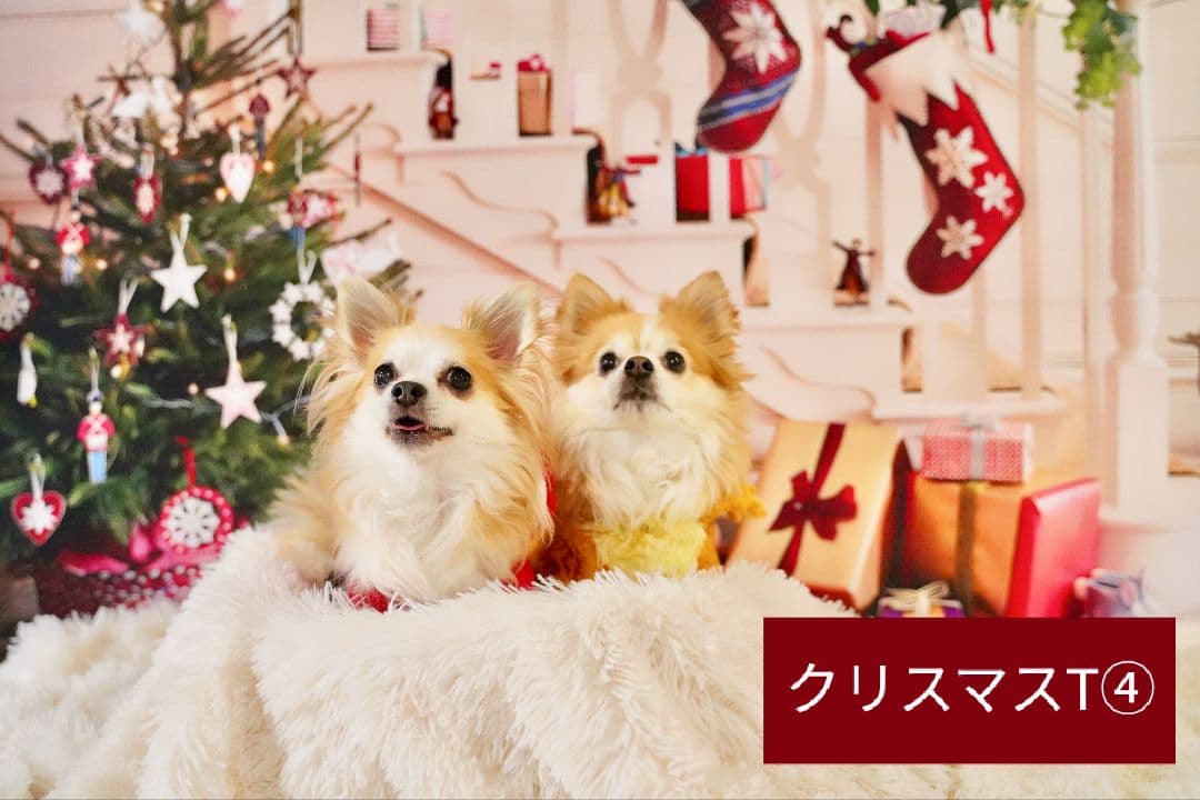背景布【秋C】サンプル　ペット撮影用　紅葉　イチョウ　トリミングチョーカー販売中
