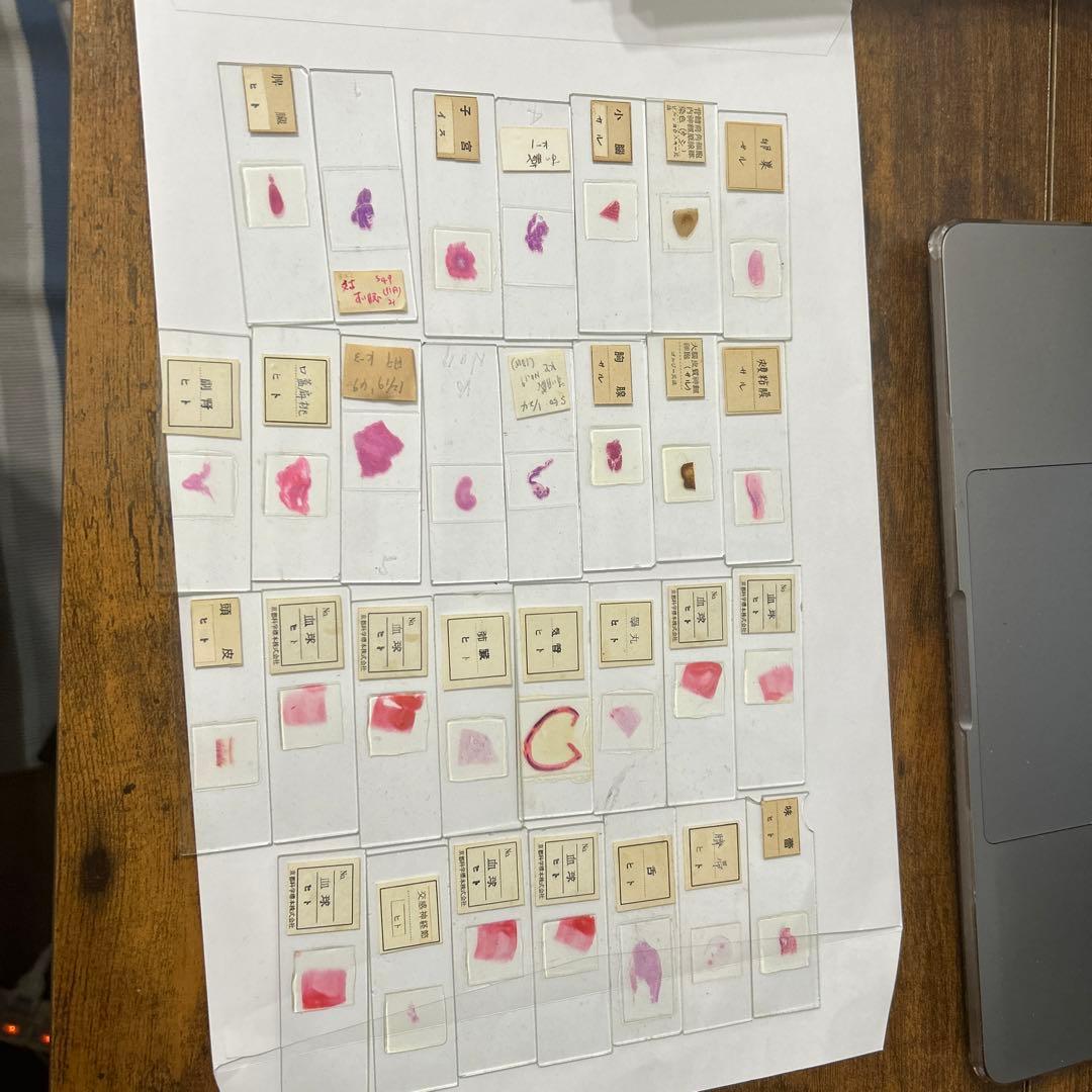 顕微鏡プレパラート　生理　30種　昭和物