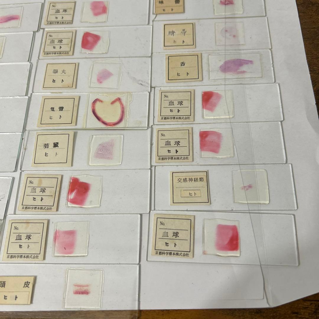 顕微鏡プレパラート　生理　30種　昭和物