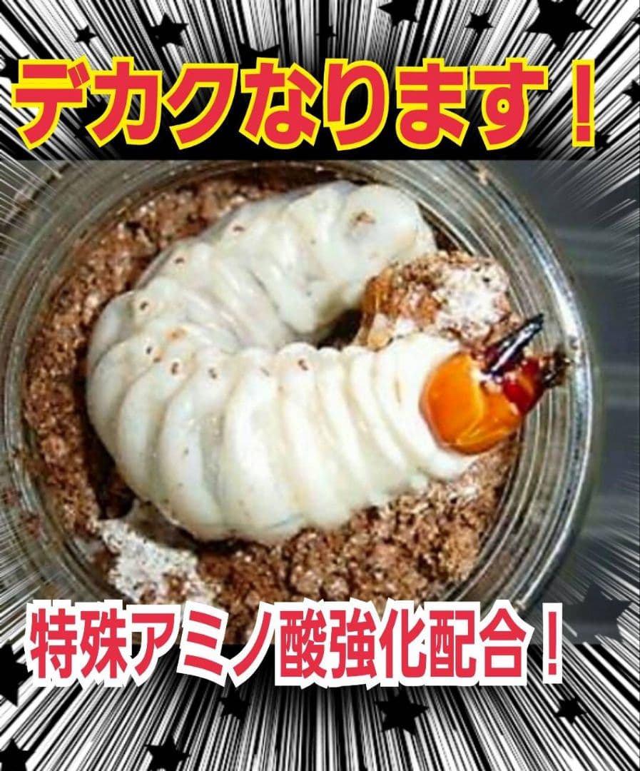 極上！オオヒラタケ菌糸瓶【8本】特殊アミノ酸強化！オオクワ、ヒラタ、ニジイロに！