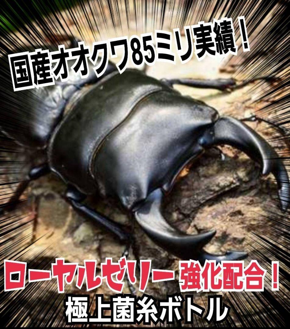 極上！オオヒラタケ菌糸瓶【8本】特殊アミノ酸強化！オオクワ、ヒラタ、ニジイロに！
