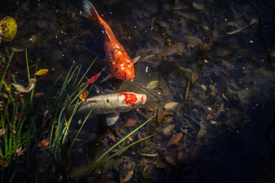 超希少 最初期型 13枚羽 Helios-44 58mm f2 ヘリオス