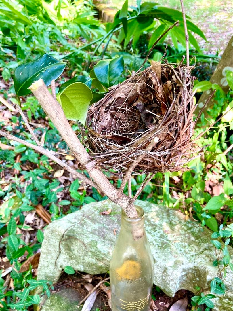 天然野生＊野鳥＊とっても可愛い枝付き【鳥の巣】巣＊小鳥の巣＊ネイティブオブジェ