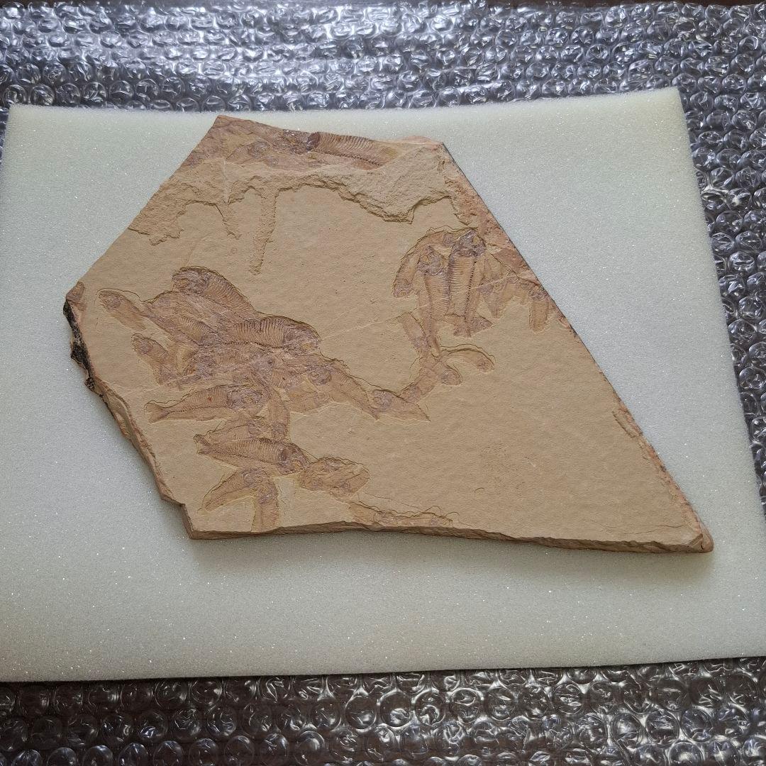 5500万年前の魚化石　ナイティア　Knightia　群体化石　新生代第三紀