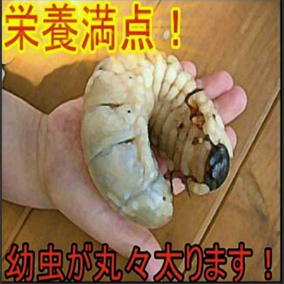 カブトムシ幼虫に抜群！ヒマラヤひらたけ発酵マット【6袋セット】大きく育ちます！