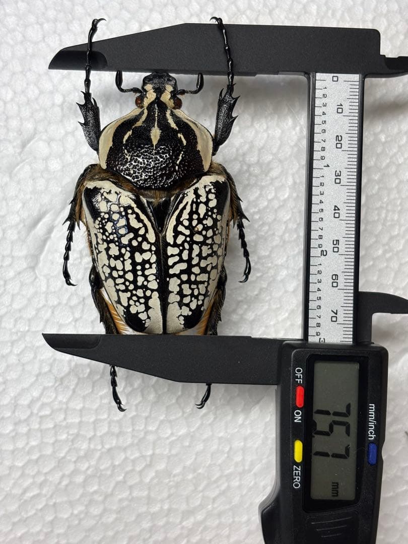 WD大型ペア ゴライアスオオツノハナムグリ