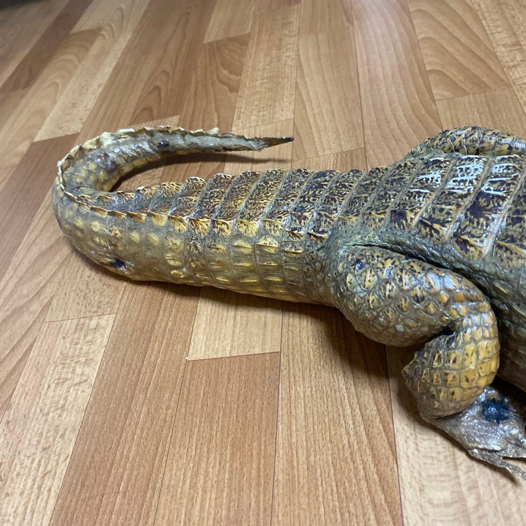 リアルワニ模型 約90cm