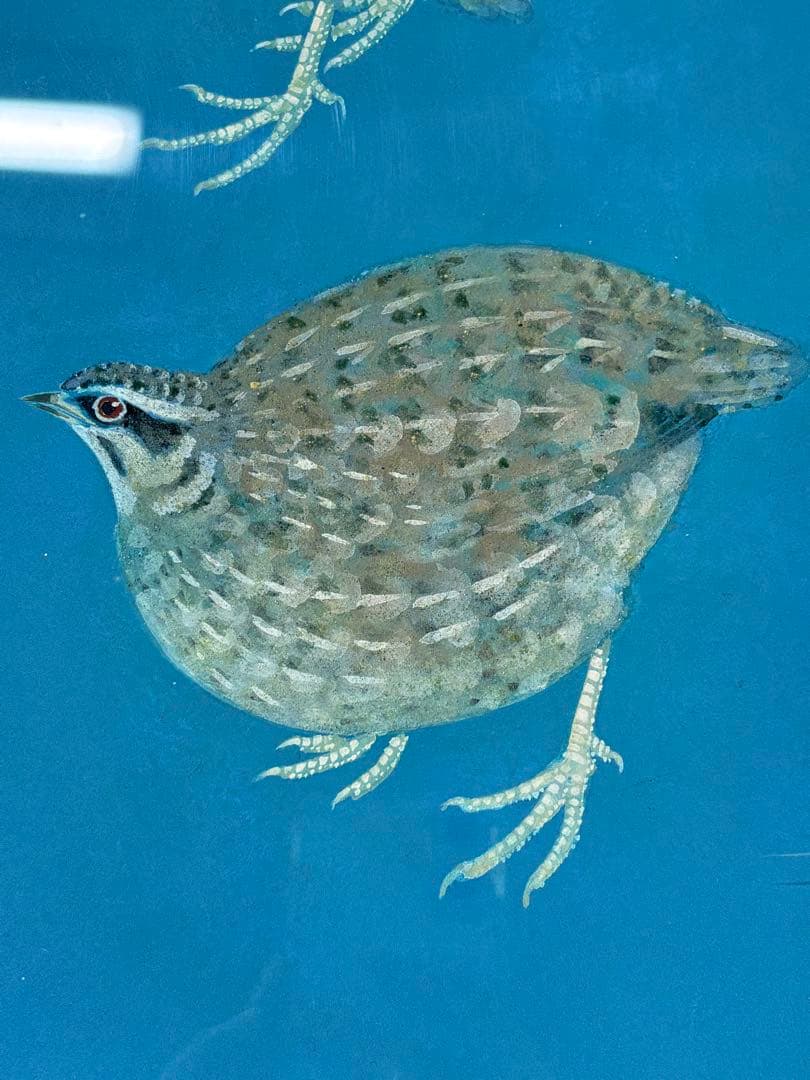「鶉」　野々内良樹　絵画　日本画　金落款　うずら　花鳥画巨匠　黄色袋 共シール