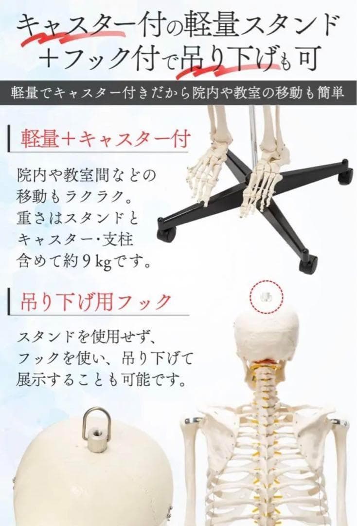 ⭐️新品⭐️等身大 人体模型 170cm神経根有り全身骨格模型 骨格標本