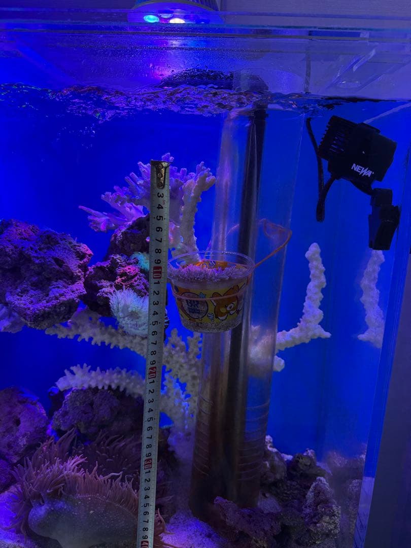 天然珊瑚 巨大