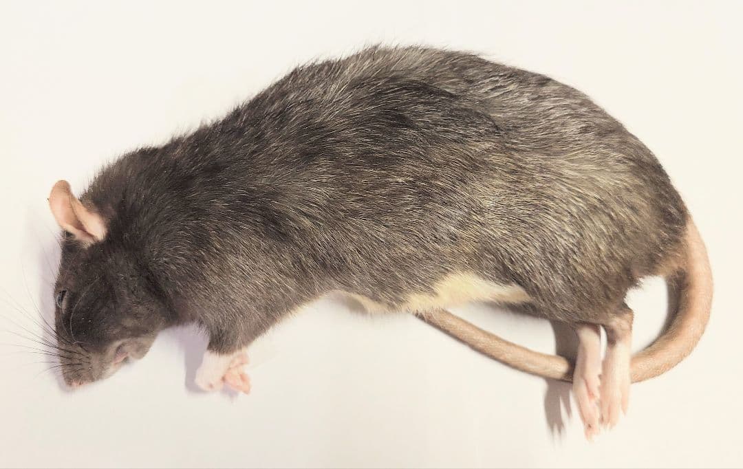冷凍ラット 180~250g 30匹セット