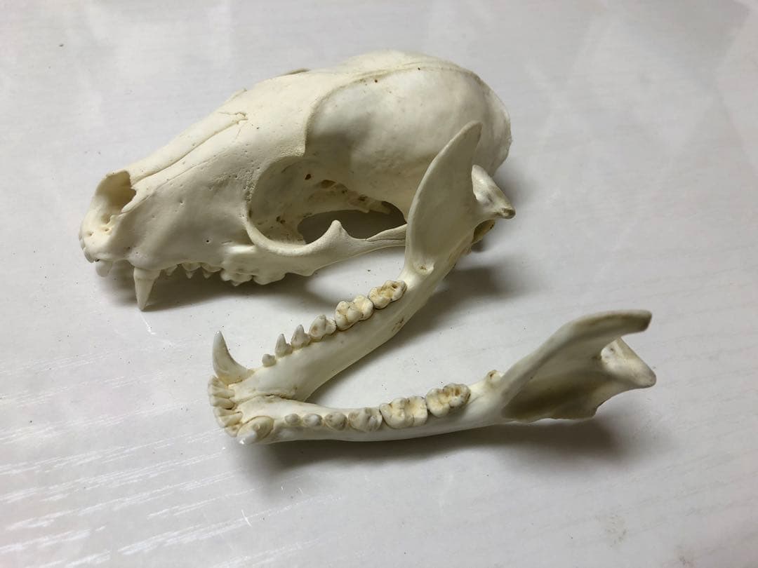 アライグマの頭骨
