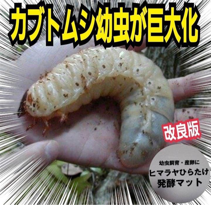 カブトムシ幼虫が大きくなる！発酵マット【60L】室内製造で雑虫混入100％なし！