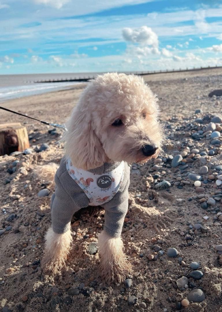 【イギリス製】中型、大型犬　カラー、ハーネス、リード、プーバック4点