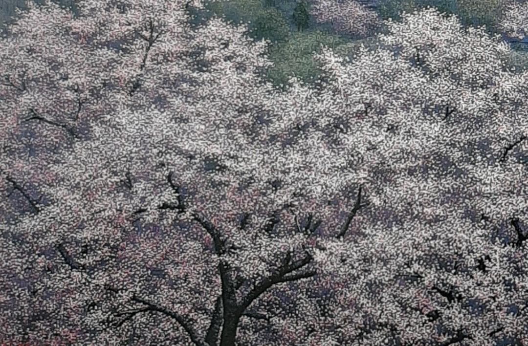 酒井英利、「高遠の桜」、希少画集の額装画、四季、風景、人気作品