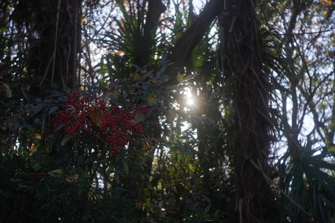 アンジェニュー50ｍｍｆ2.9　Ｚ５　Ｌ39