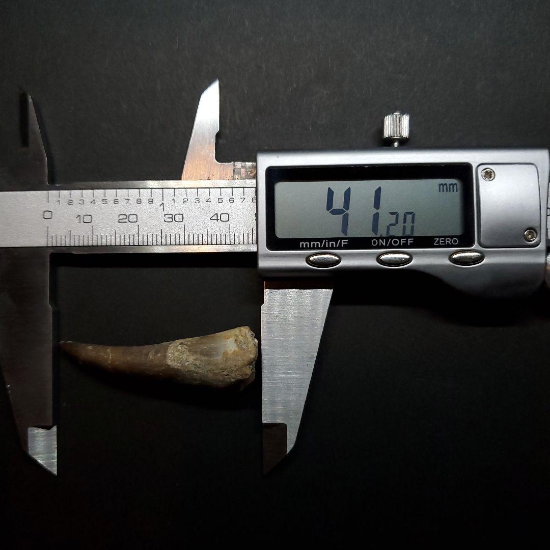 プレシオサウルス 化石 歯 本物 モロッコ産 41.20mm ケース付 pr88