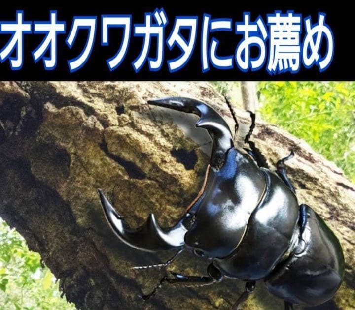 極上！ヒマラヤひらたけ菌糸ブロック【6個】初菌のみ使用！国産オオクワ85ミリ実績