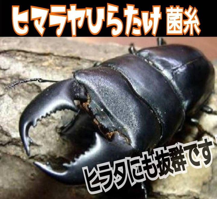 極上！ヒマラヤひらたけ菌糸ブロック【6個】初菌のみ使用！国産オオクワ85ミリ実績