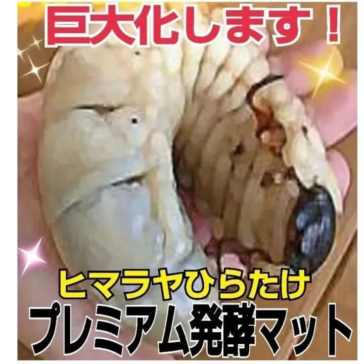 【3セット】10リットルケース入☆プレミアム発酵カブトムシマット☆幼虫入れるだけ