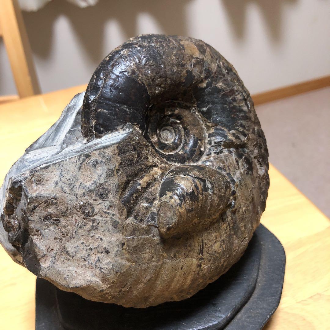 アンモナイト