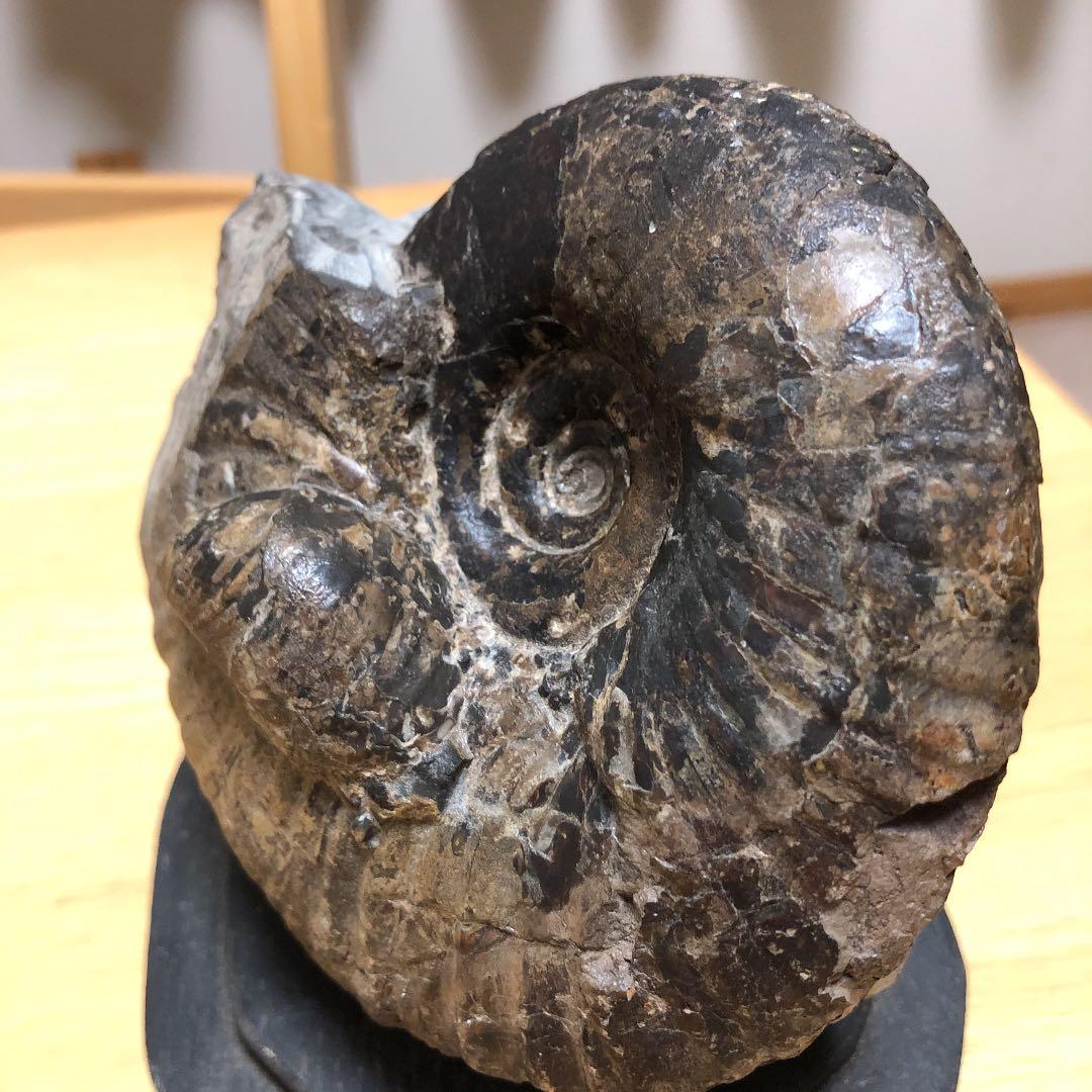 アンモナイト