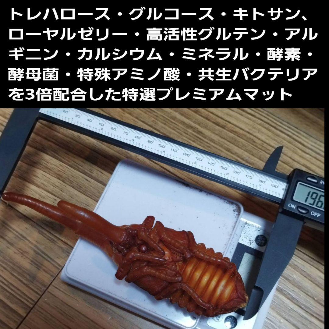カブトムシ幼虫が巨大化！プレミアム3次発酵マット【70リットル】産卵にも抜群！