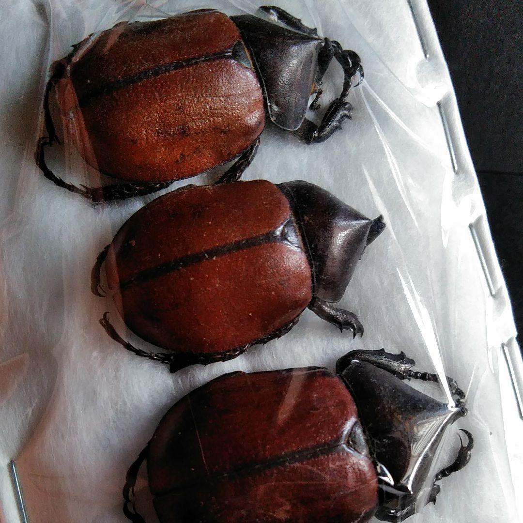 昆虫　標本　カブトムシ　３個体　南米ペルー