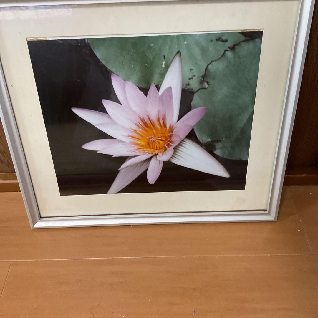写真集より 額装仕立て 前面ガラス 【 蓮の花 】