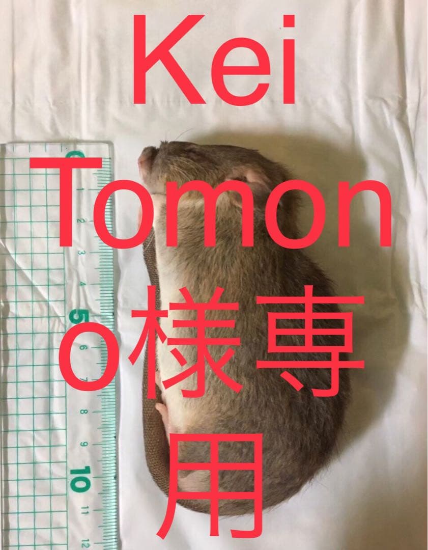 冷凍ML100 L10