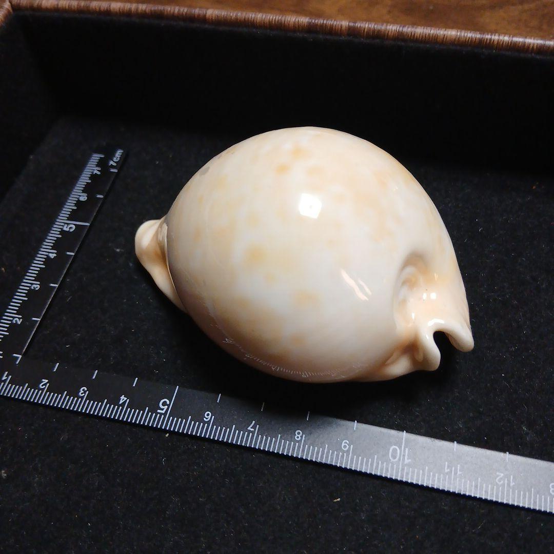 貝殻 約8.2cm