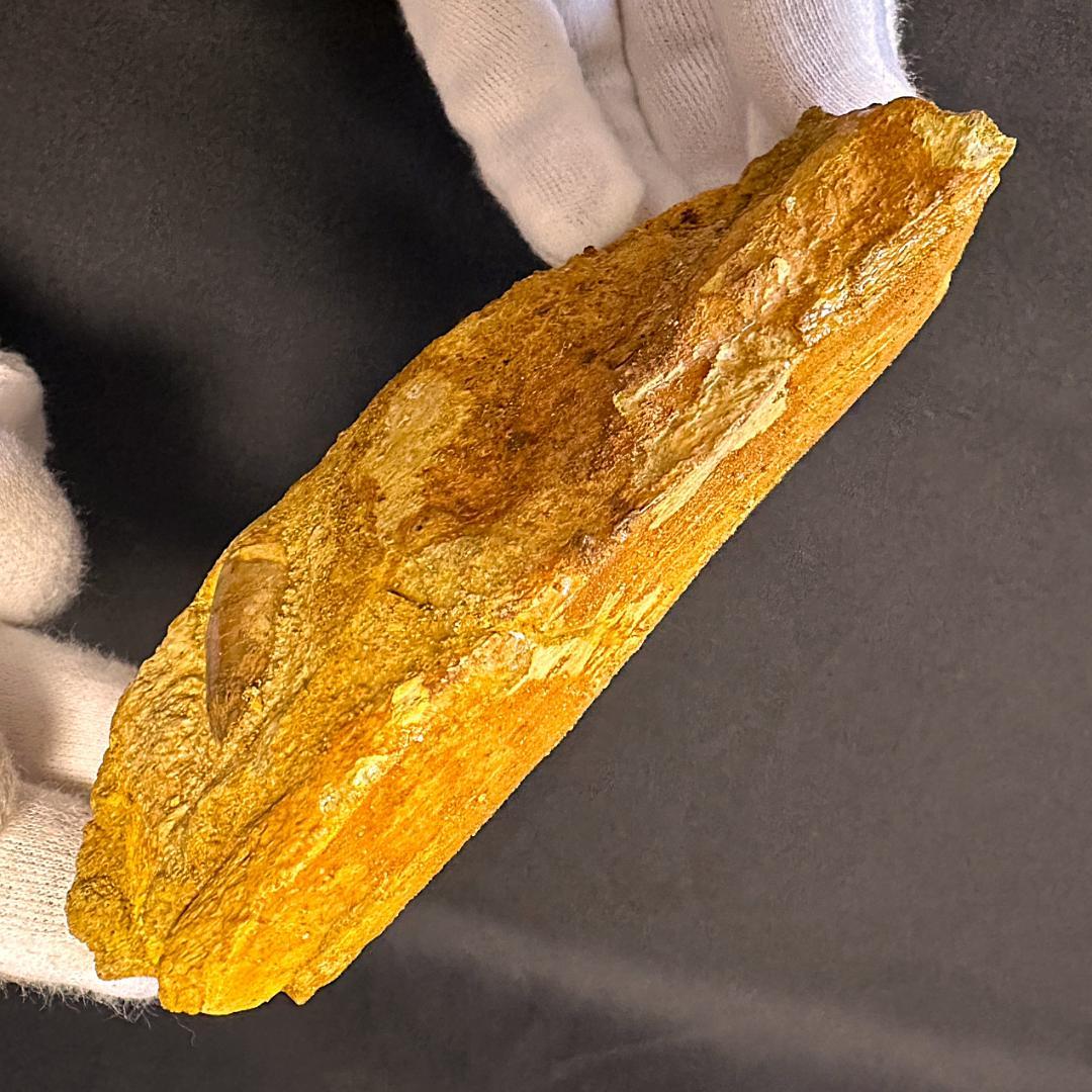 スピノサウルス 顎骨 歯 牙 化石標本 肉食恐竜 獣脚類 1449