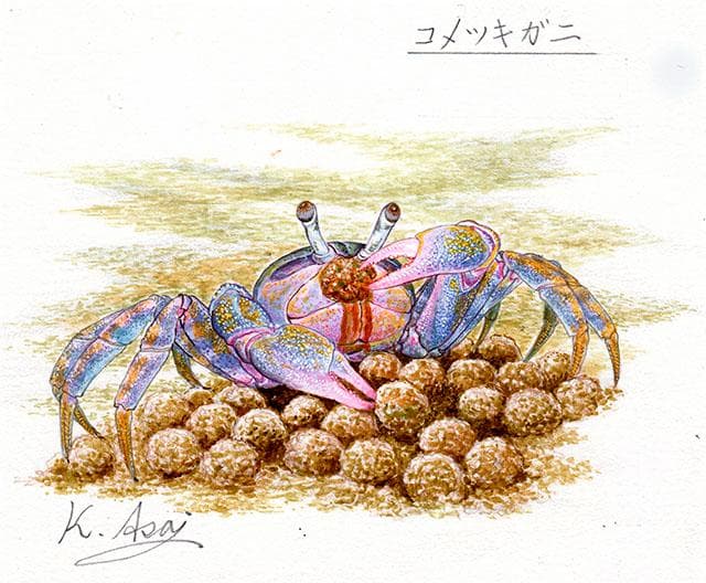 生物細密画（水彩）「コメツキガニ」