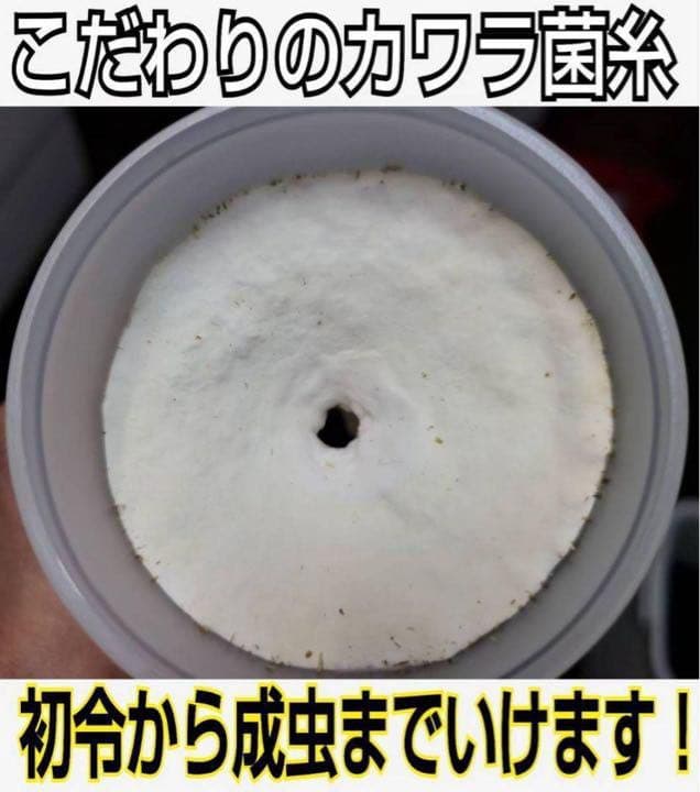 極上！カワラタケ菌糸瓶【7本】特殊アミノ酸強化配合！タランドゥス・オウゴンオニに