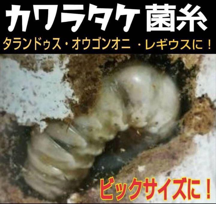 極上！カワラタケ菌糸瓶【7本】特殊アミノ酸強化配合！タランドゥス・オウゴンオニに