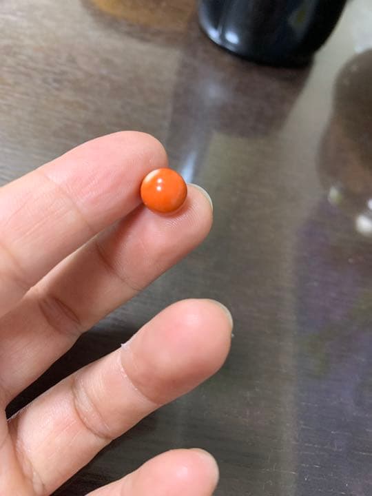本珊瑚　サンゴ