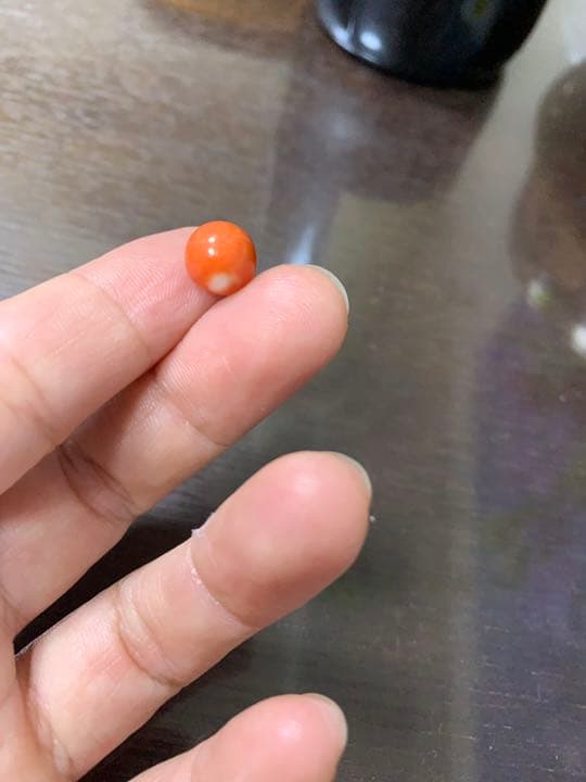 本珊瑚　サンゴ