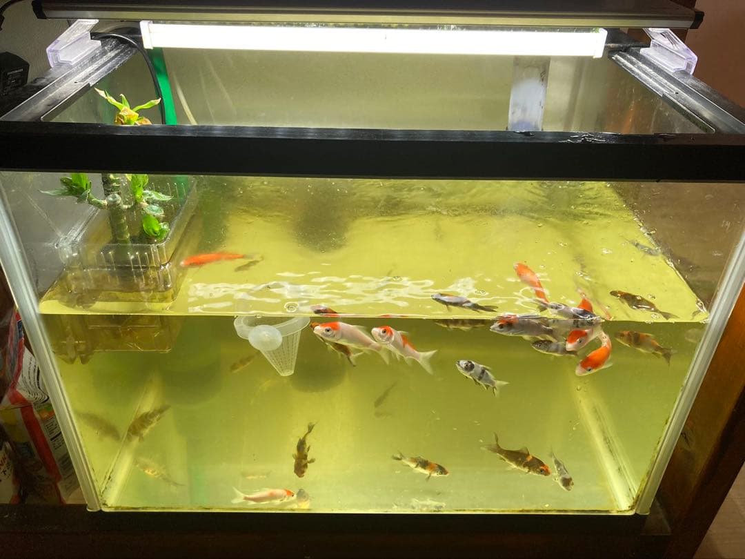 水質浄化抜群濾過材ボールろ材納豆菌入り多孔質パワーボール18L即時発送送料込み