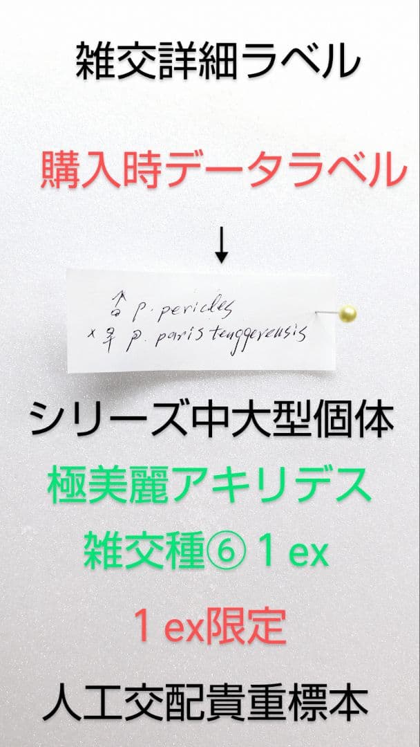 スーパー美麗アキリデス雑交種標本⑥1 ex 80mm人工交配貴重大型標本