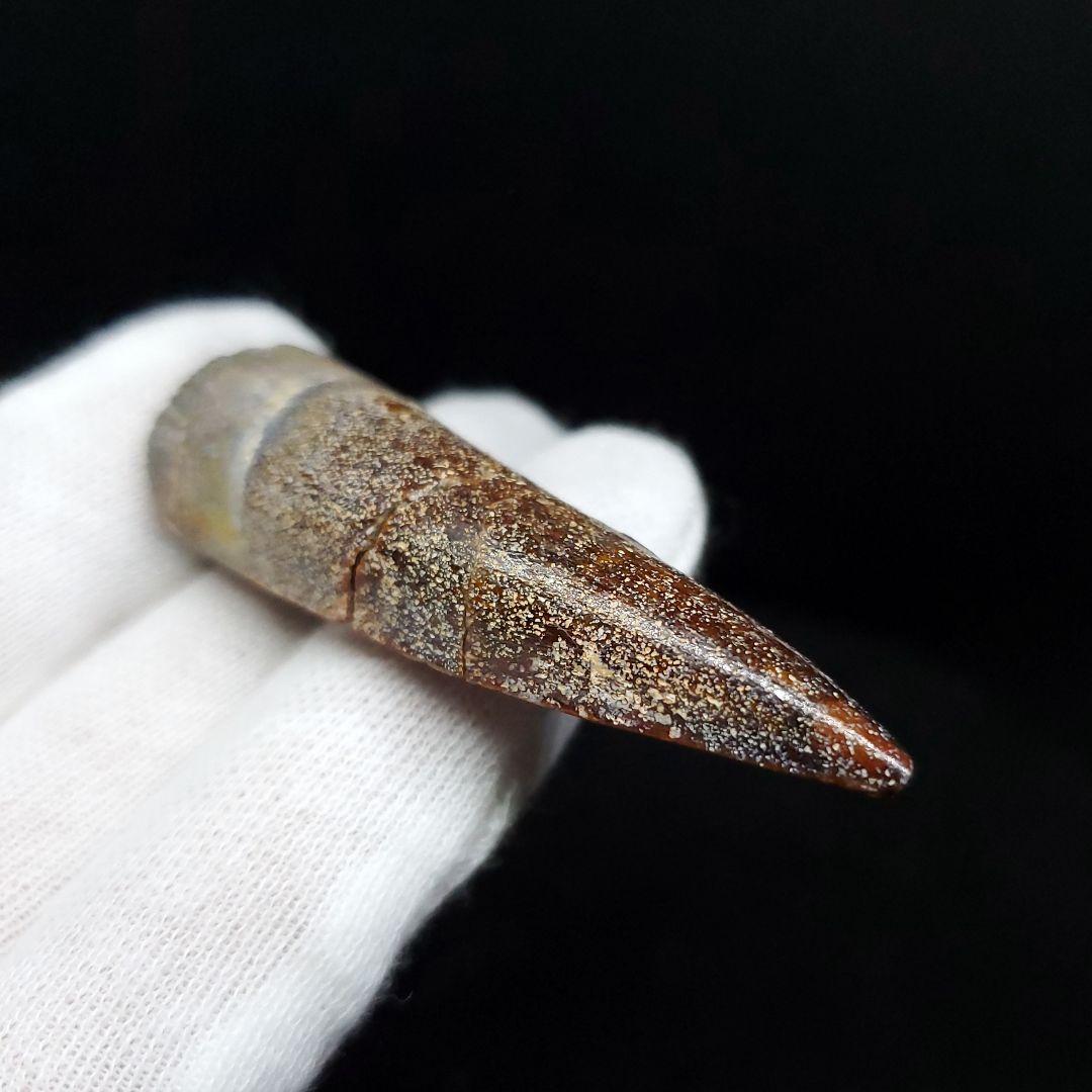 恐竜】スピノサウルス 本物 モロッコ産 54.68mm ケース付き sp401